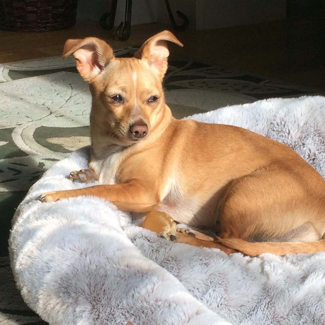 כלב חום שוכב על שמיכה לבנה ורכה