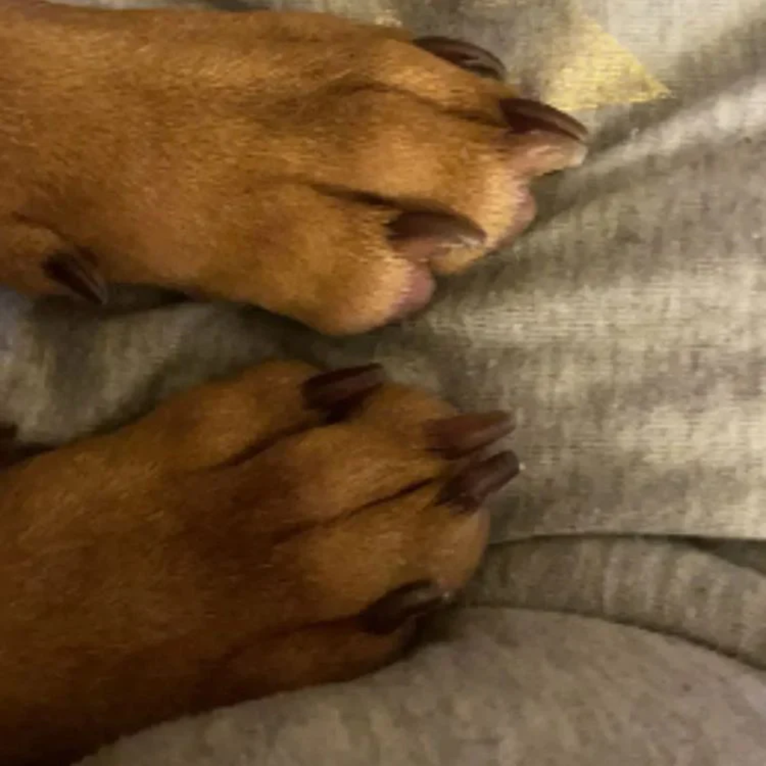 תקריב של כפותיו של כלב על משטח