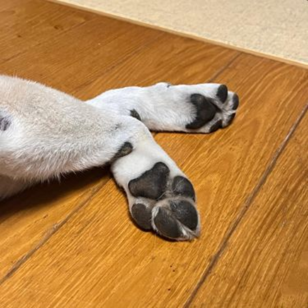 תקריב של כפות כלב על רצפת עץ