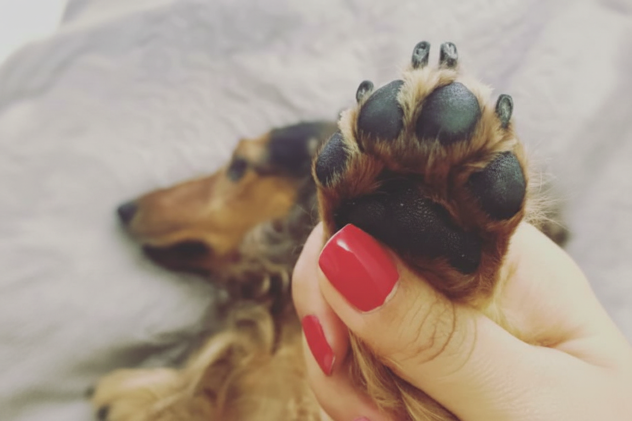 אישה מחזיקה את כף רגלו של הכלב שלה